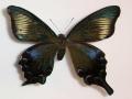 Papilio Gynandromorph 11 (Internet Image property of respective owner, non-commercial use only)
